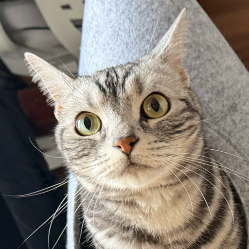 ソフィ